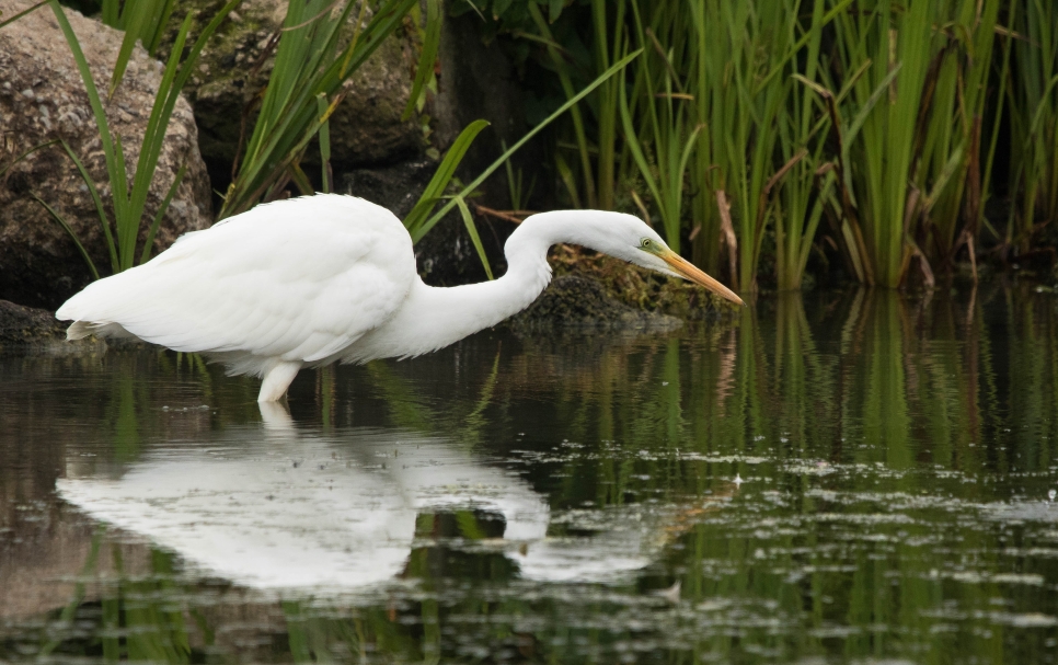 Recent Sightings 16th-22nd July 